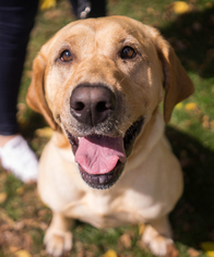 Labrador Retriever Dogs for adoption in Birdsboro, PA, USA