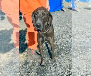 Great Dane-Unknown Mix Dogs for adoption in Bullard, TX, USA