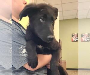 Labrador Retriever-Unknown Mix Dogs for adoption in Rockwall, TX, USA