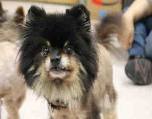 Pomeranian Dogs for adoption in Bowling Green, OH, USA