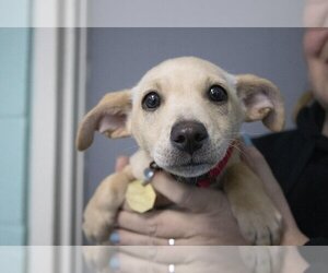 Chiweenie Dogs for adoption in Mountain Home, AR, USA