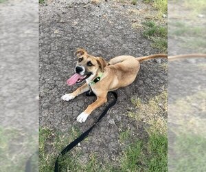 Black Mouth Cur-Unknown Mix Dogs for adoption in Corpus Christi, TX, USA