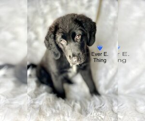 Labrador Retriever-Spaniel Mix Dogs for adoption in Newark, DE, USA