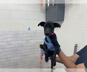 American Pit Bull Terrier-Labrador Retriever Mix Dogs for adoption in San Bernardino, CA, USA