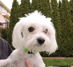 Maltese Dogs for adoption in Belleuve, NE, USA