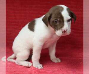 Mutt Dogs for adoption in Palatine/Kildeer/Buffalo grove, IL, USA