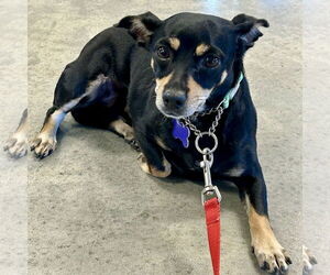 Chiweenie Dogs for adoption in Batavia, OH, USA