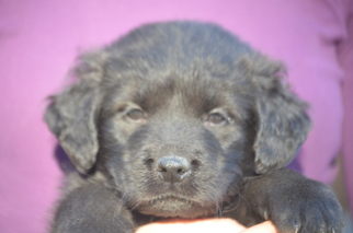 Border-Aussie Dogs for adoption in Doylestown, PA, USA