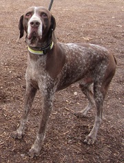 German Shorthaired Pointer Dogs for adoption in Yreka, CA, USA