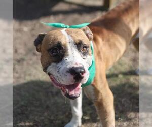 American Staffordshire Terrier-Unknown Mix Dogs for adoption in San Antonio, TX, USA