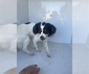 Chion Dogs for adoption in Houston, TX, USA