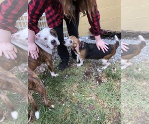 Bogle Dogs for adoption in Mount Juliet, TN, USA