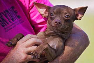 Chihuahua Dogs for adoption in Pryor, OK, USA