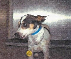 Rat-Cha Dogs for adoption in Silverlake, WA, USA