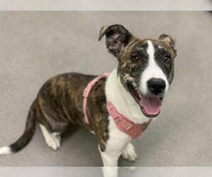 Plott Hound Dogs for adoption in HESPERIA, CA, USA