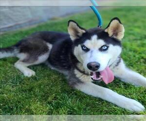 Siberian Husky Dogs for adoption in Long Beach, CA, USA