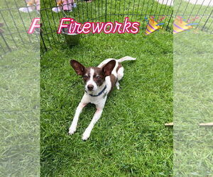 Rat Terrier-Unknown Mix Dogs for adoption in Lake Elsinore, CA, USA
