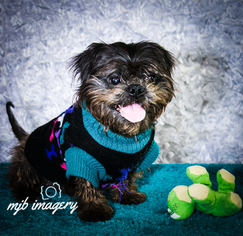 Shih Tzu Dogs for adoption in Minneapolis, MN, USA