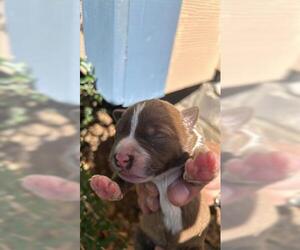 American Pit Bull Terrier Dogs for adoption in Houston, TX, USA