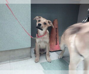 Black Mouth Cur-Unknown Mix Dogs for adoption in Oklahoma City, OK, USA
