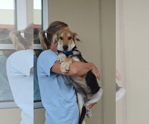 German Shepherd Dog-Unknown Mix Dogs for adoption in McKinney, TX, USA