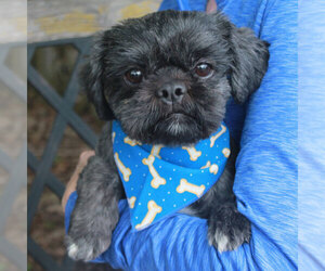 Shih Tzu Dogs for adoption in Garfield Heights, OH, USA