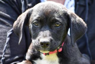 Labrador Retriever-Unknown Mix Dogs for adoption in Ferndale, WA, USA
