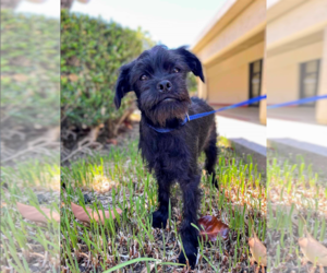 Brussels Griffon-Unknown Mix Dogs for adoption in Fresno, CA, USA