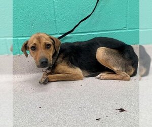 Beagle-Chocolate Labrador retriever Mix Dogs for adoption in Denison, TX, USA