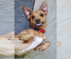 Minnie Jack Dogs for adoption in Royal Palm Beach, FL, USA
