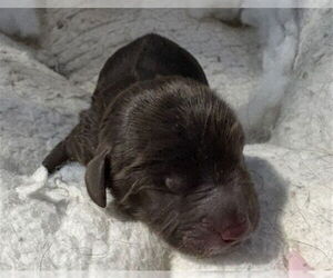 Mutt Dogs for adoption in San Bernardino, CA, USA