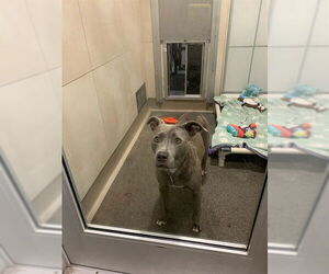 American Pit Bull Terrier Dogs for adoption in Berkeley , CA, USA
