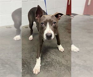 American Pit Bull Terrier Dogs for adoption in St. Cloud, FL, USA