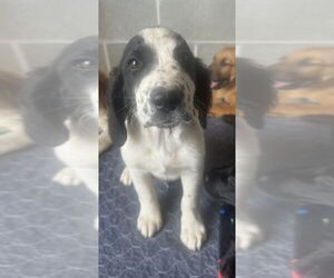 Retriever -Saint Bernard Mix Dogs for adoption in Aurora, IN, USA