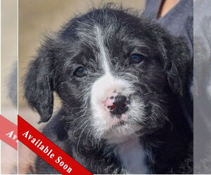 Mutt Dogs for adoption in Huntley, IL, USA