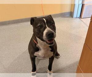 Mutt Dogs for adoption in Orange, CA, USA