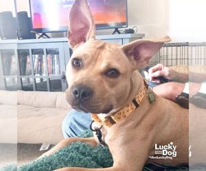 Mutt Dogs for adoption in Washington, DC, USA