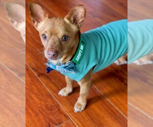 Chiweenie Dogs for adoption in Oceanside, CA, USA
