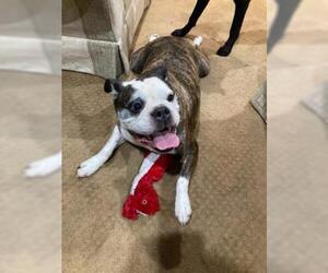 Bulldog Dogs for adoption in Newport, KY, USA