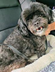 Lhasa-Poo Dogs for adoption in Redondo Beach, CA, USA