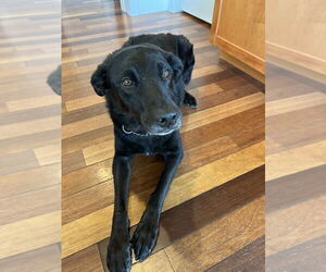 Sheprador Dogs for adoption in Bellingham, WA, USA