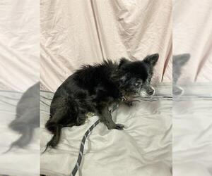 Chihuahua Dogs for adoption in Modesto, CA, USA