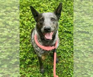 Australian Cattle Dog Dogs for adoption in Sacramento, CA, USA