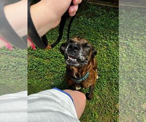 American Staffordshire Terrier-Eurasier Mix Dogs for adoption in Front Royal, VA, USA