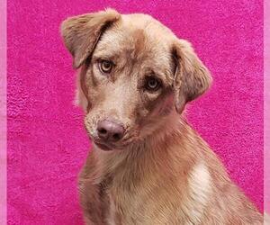 Australian Shepherd-German Shepherd Dog Mix Dogs for adoption in Fairfield, CA, USA