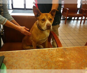 American Pit Bull Terrier Dogs for adoption in Ocala, FL, USA