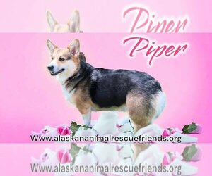 Pembroke Welsh Corgi Dogs for adoption in Anchorage, AK, USA