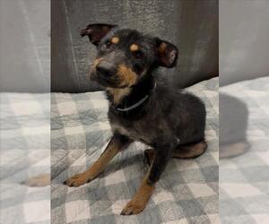 Labrador Retriever-Unknown Mix Dogs for adoption in Conroe, TX, USA