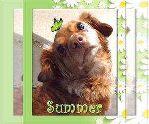 Chihuahua-Unknown Mix Dogs for adoption in Los Angeles, CA, USA