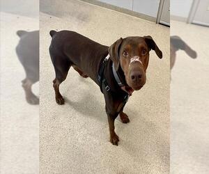 Doberman Pinscher Dogs for adoption in Dedham, MA, USA